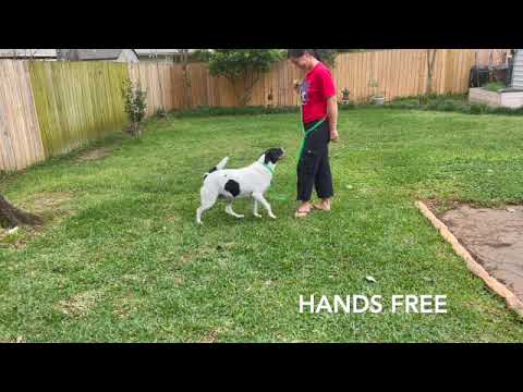 Champ Biothane Service Dog / Police Dog / Multi-Purpose Lead